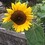 Sonnenblume64